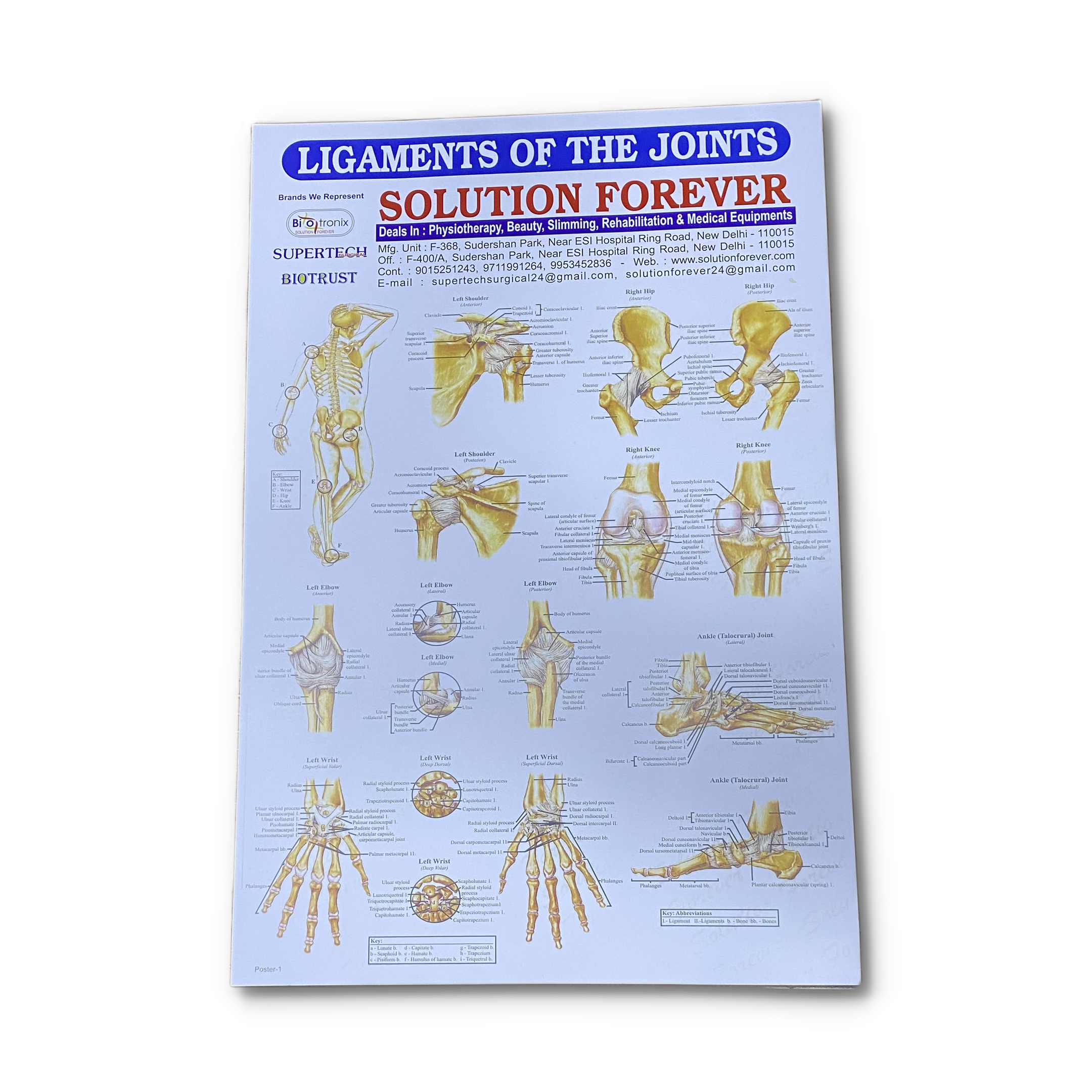 Anatomical Charts for Physiotherapy 